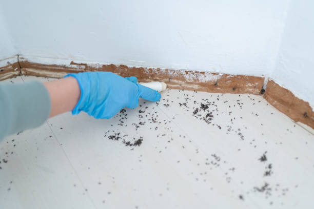 Wasp Removal Services in Carrboro, NC